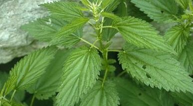 билни лушпи за третман на проширени вени