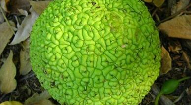 рецепти за инфузии за третман на проширени вени