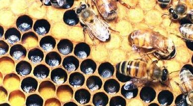 третман на проширени вени со пчелни производи